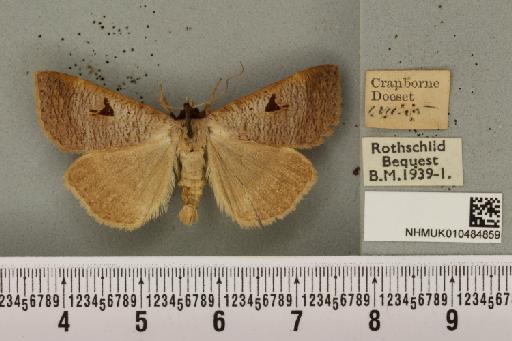 Lygephila pastinum ab. ludicra Haworth, 1809 - NHMUK_010484859_540807