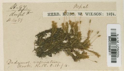 Symblepharis vaginata (Hook. ex Harv.) Wijk & Margad. - BM000965811