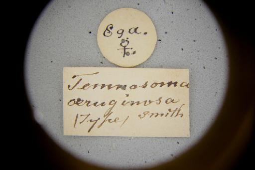 Temnosoma aeruginosum Smith, F., 1879 - Temnosoma_aeruginosum-NHMUK010264954-Syntype-female-labels_1_2-front