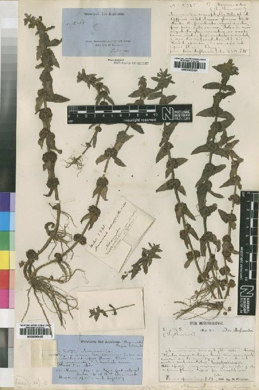 Ammannia sarcophylla - BM000902432