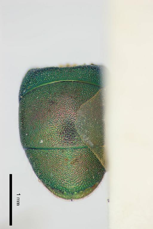 Chrysis hedychroides Bingham, C.T., 1903 - Chrysis_hedychroides-BMNH(E)#970901_type-metasoma_dorsal-3_2X