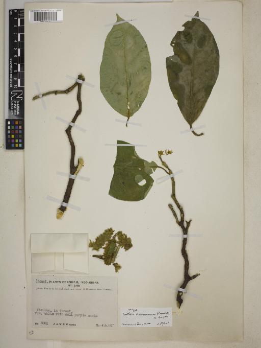 Isoglossa clemensiorum (Benoist) B.Hansen - BM001252170