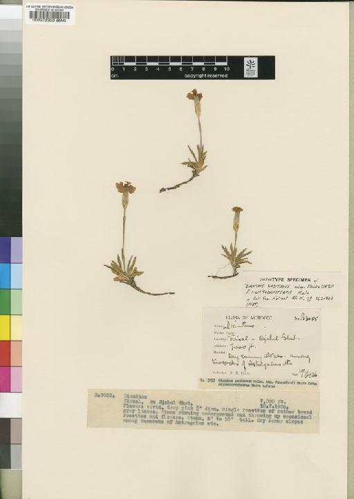 Dianthus gaditanus subsp. jahandiezii f. ciliatobracteatus Maire - BM000572332