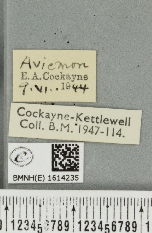 Scotopteryx mucronata scotica (Cockayne, 1940) - BMNHE_1614235_label_303625