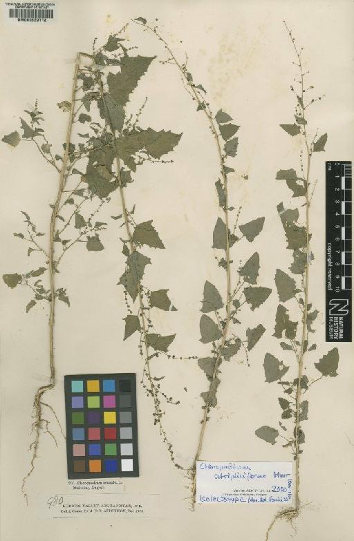 Chenopodium atripliciforme Murr - BM000629112