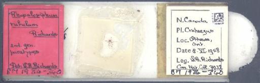 Rhopalosiphum rufulum Richards, 1960 - 010121051_112781_1095925