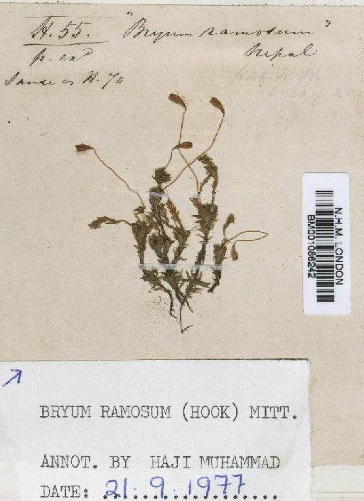 Bryum billarderi Schwägr. - BM001086242