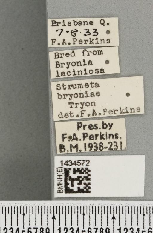 Bactrocera (Bactrocera) bryoniae (Tryon, 1927) - BMNHE_1434572_label_28434