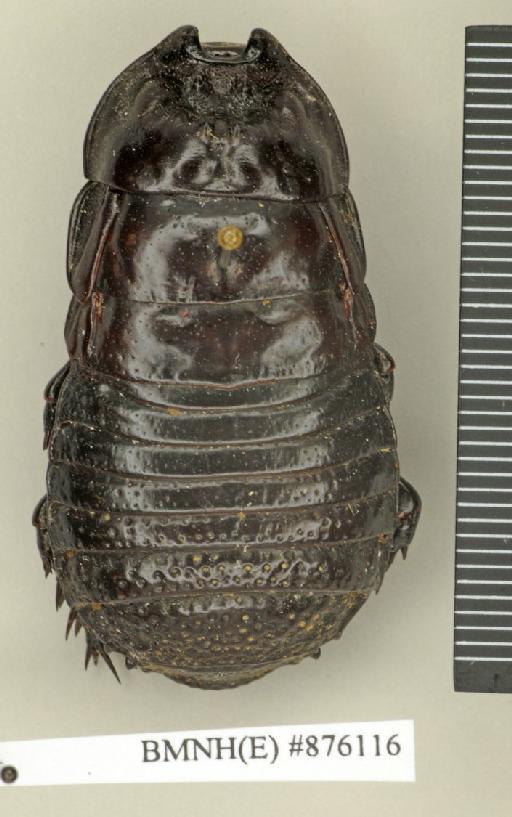 Dicellonotus insularis Kirby, 1903 - Dicellonotus insularis Kirby, 1903, male, lectotype, dorsal. Photographer: Edward Baker. BMNH(E)#876116