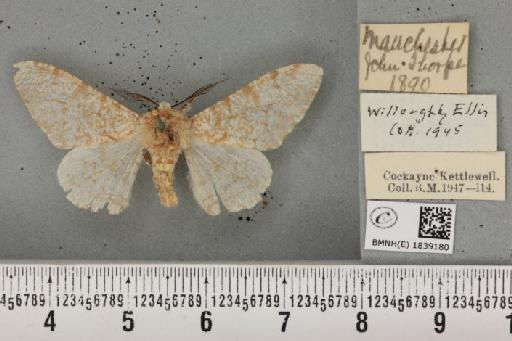 Biston betularia ab. lomasaria Cottam, 1923 - BMNHE_1839180_413031