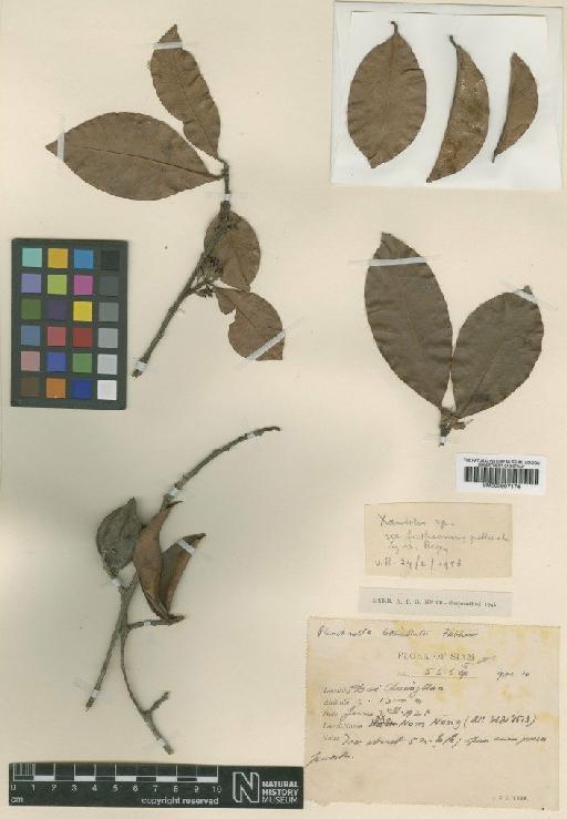 Xantolis burmanica var. lenticellata (Fletcher) P.Royen - BM000997174