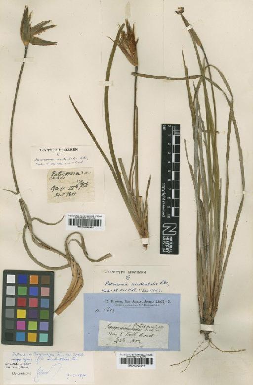 Patersonia occidentalis R.Br. - BM000990543
