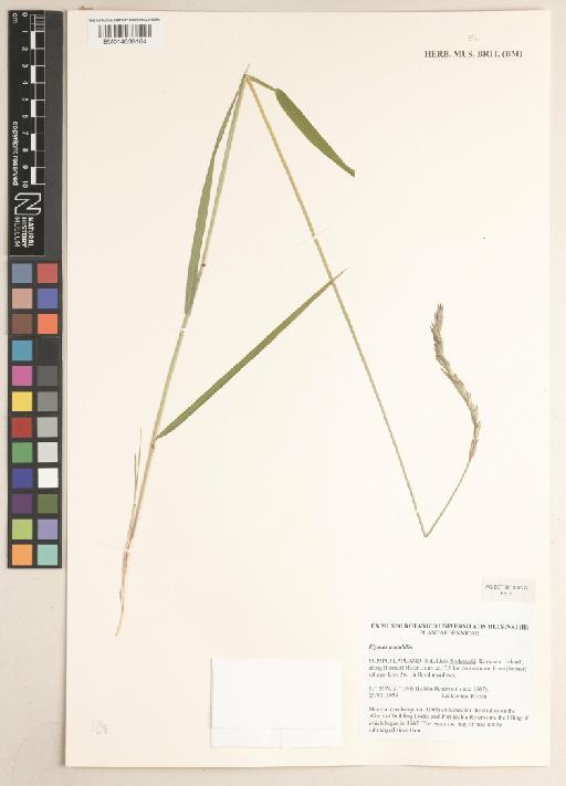 Elymus mutabilis (Drobow) Tzvelev - 014636164