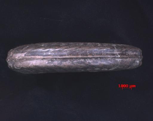 Eteoderoceras obesum var. eusculptum (Spath, in Lang & Spath, 1926) - PI C 41453