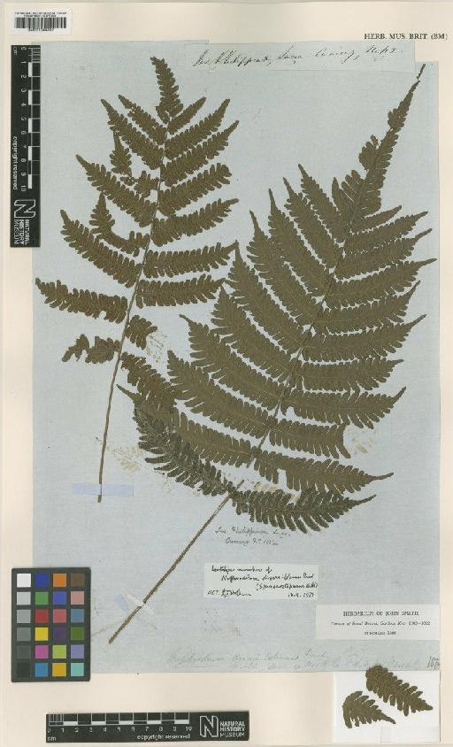 Sphaerostephanos diversilobum (C.Presl) Holttum - BM001044882