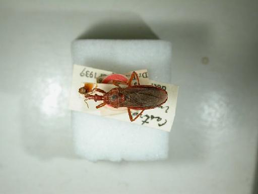 Castra insignis Miller, N.C.E., 1941 - Hemiptera: Cimbus Insignis Ht