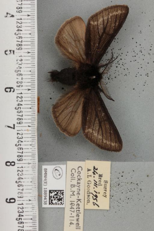 Lycia hirtaria ab. nigra Cockayne, 1948 - BMNHE_1889438_457693