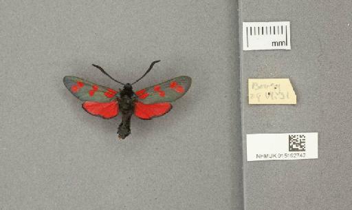 Zygaena (Zygaena) filipendulae stephensi Dupont, 1900 - 015192742_775459_1085133