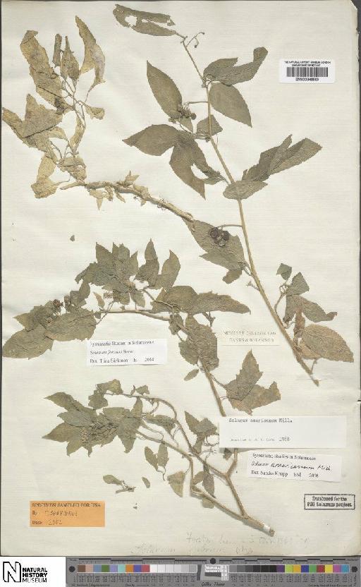 Solanum forsteri Seem. - BM000846669