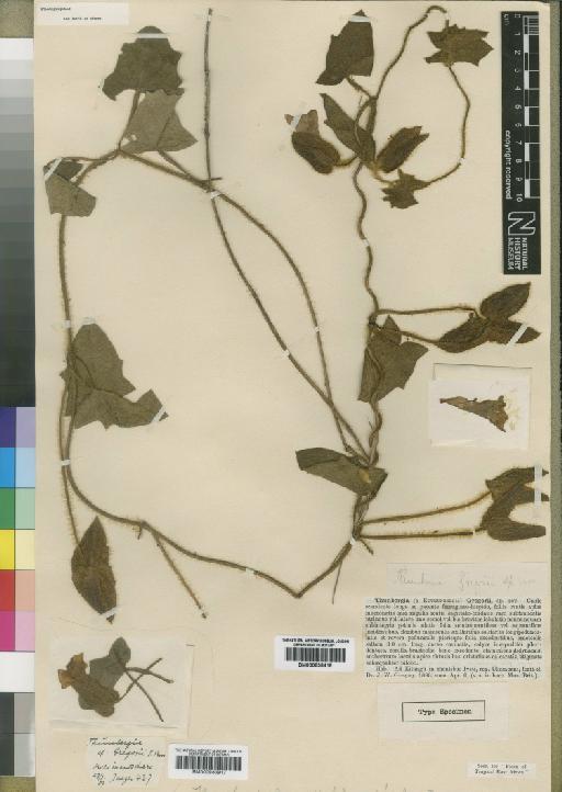 Thunbergia gregorii Moore - BM000838418