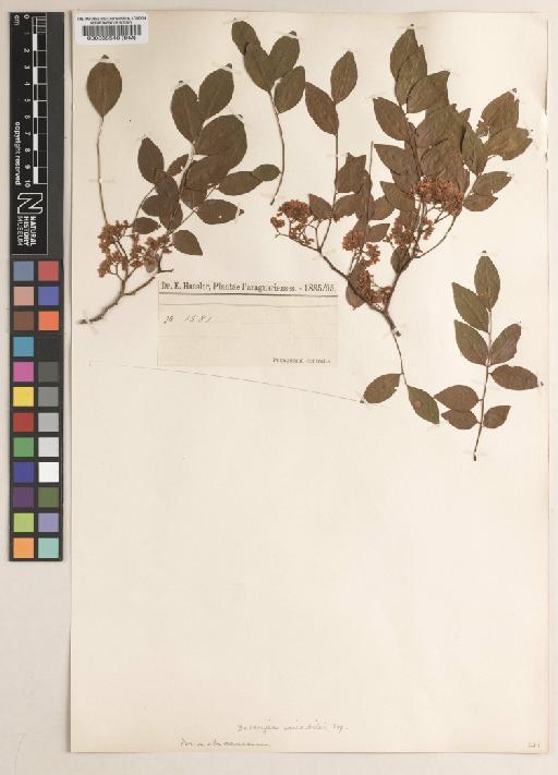 Dalbergia frutescens (Vell.) Britton - BM000538540