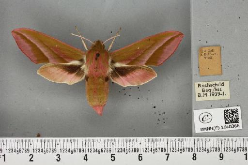 Deilephila elpenor (Linnaeus, 1758) - BMNHE_1640368_206531