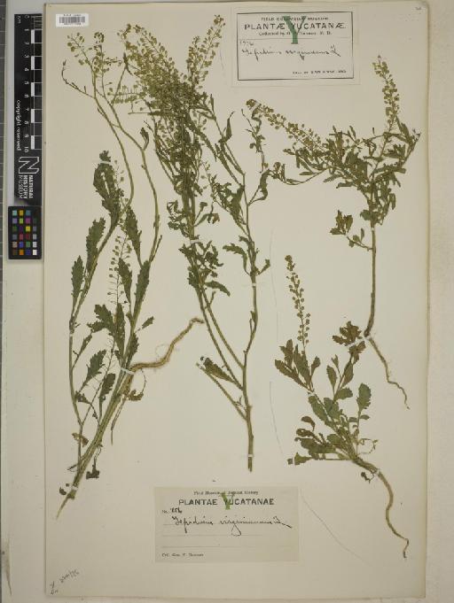 Lepidium costaricense Thell. - BM010777854