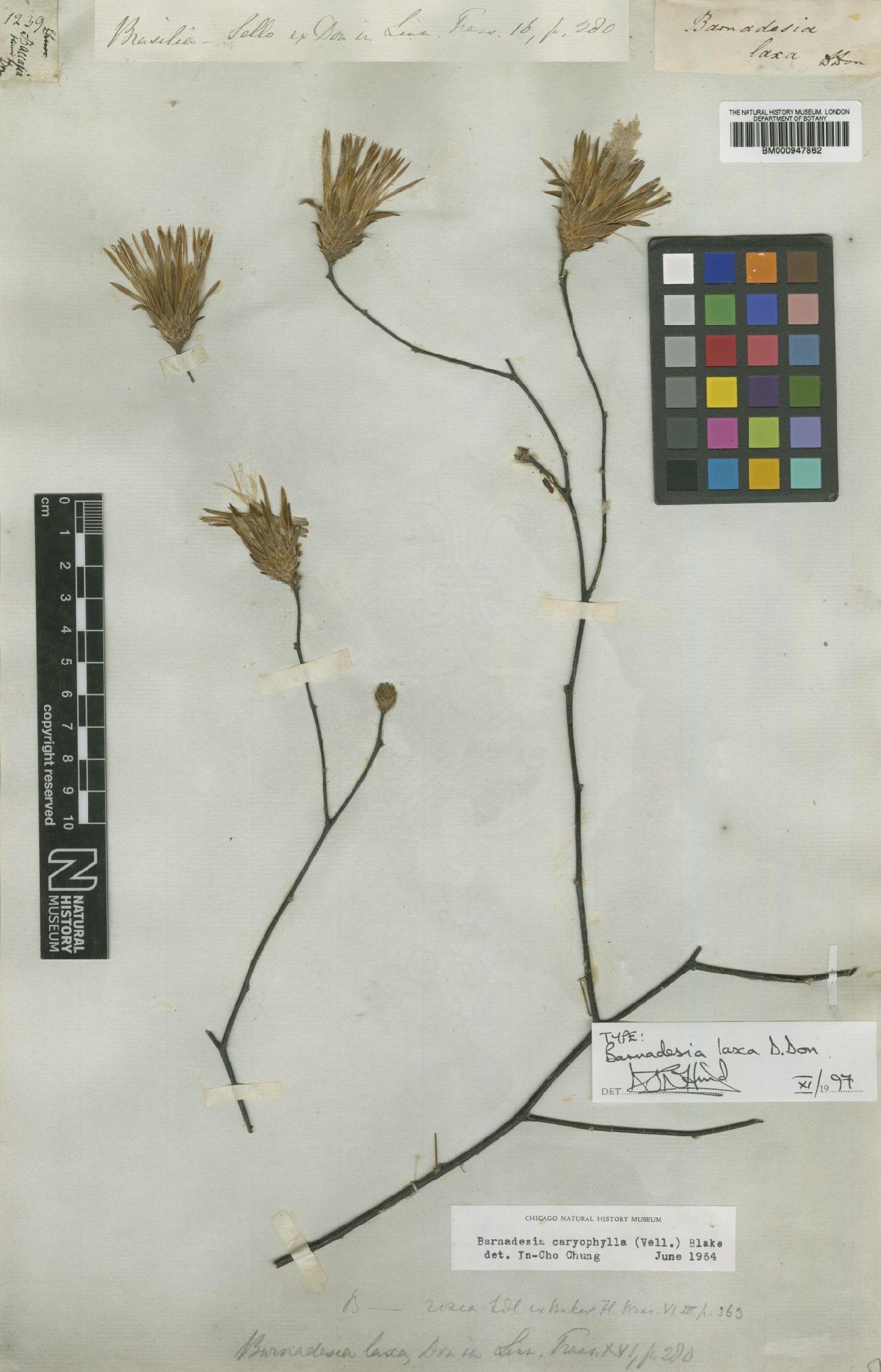 To NHMUK collection (Barnadesia caryophylla (Vell) Blake; Type; NHMUK:ecatalogue:618351)