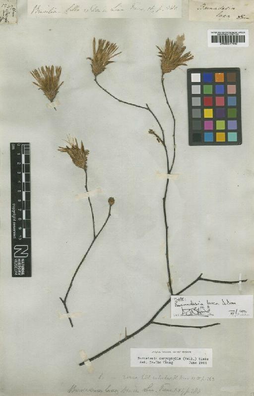 Barnadesia caryophylla (Vell.) Blake - BM000947862