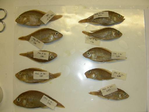 Haplochromis oligolepis Lippitsch, 2003 - BMNH 1906.5.30.282-291