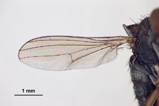 Thinophilus ciliatus Parent, 1935 - Thinophilus_ciliatus-010627787-wing_B-25_0x - scale