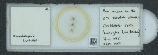 Utamphorophora humboldti Essig, 1941 - 010100299_112831_1096710
