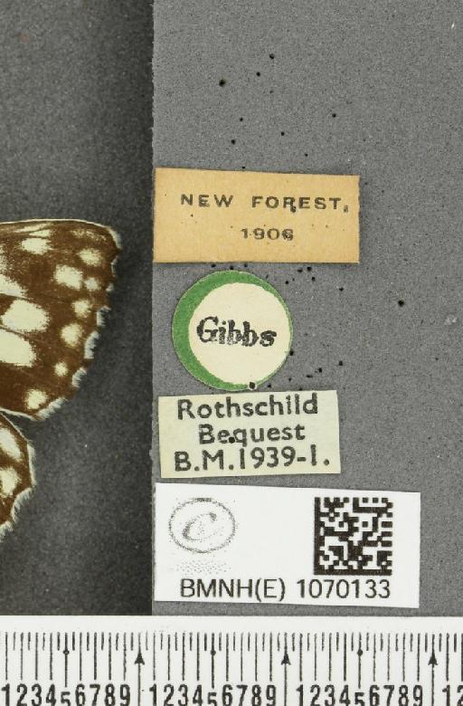 Melanargia galathea serena Verity, 1913 - BMNHE_1070133_label_36112