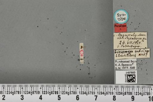 Liriomyza subvirgo Rohdendorf-Holmanova, 1960 - BMNHE_1487935_51774