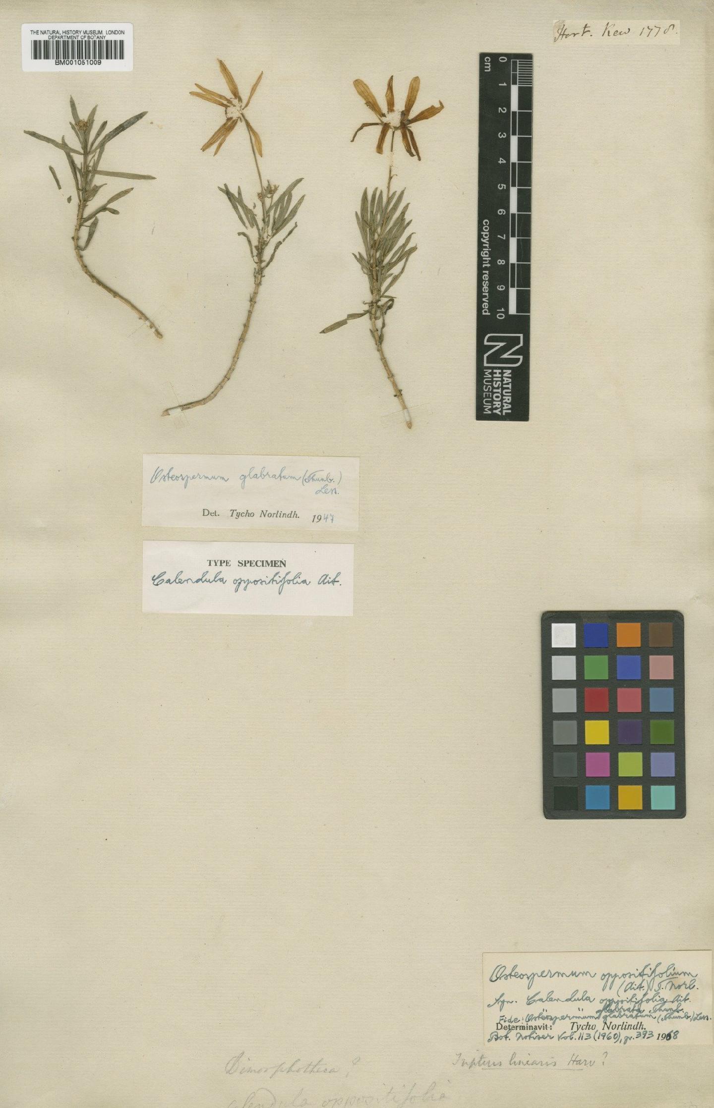 To NHMUK collection (Osteospermum oppositifolium (Aiton) Norl.; Type; NHMUK:ecatalogue:2414573)