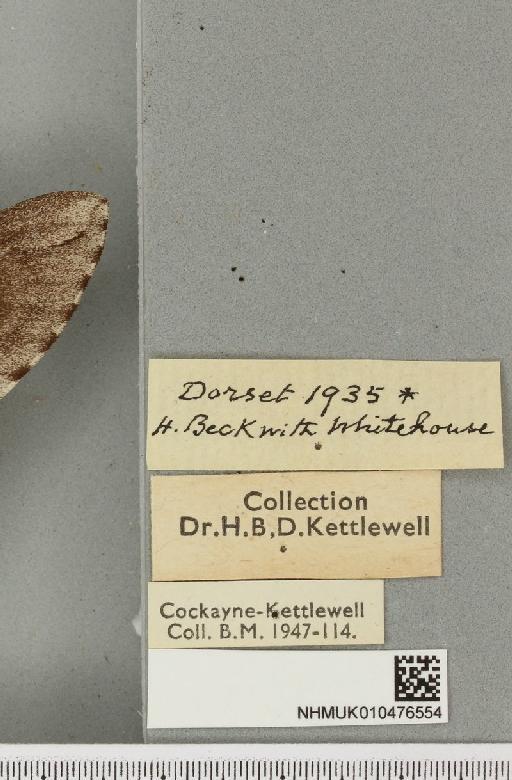 Sphinx pinastri ab. vittata Closs, 1920 - NHMUK_010476554_label_534146