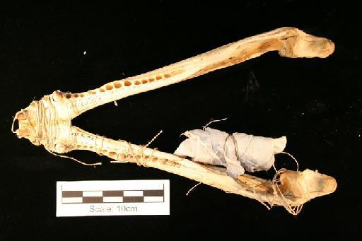 Caiman crocodilus Linnaeus, 1758 - Cai_crocodilus_1933.5.10.2(mand1)