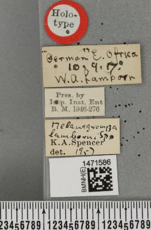 Melanagromyza solanidis Spencer, 1959 - BMNHE_1471586_label_46582