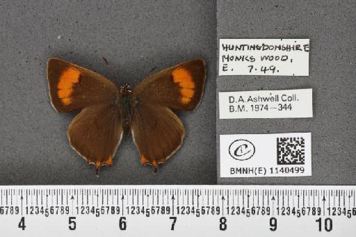 Thecla betulae (Linnaeus, 1758) - BMNHE_1140499_95936