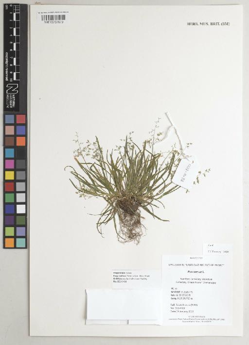 Poa annua L. - 013737579