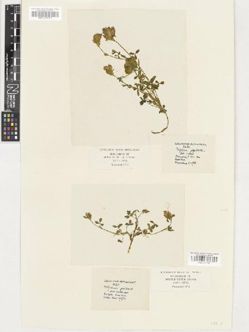 Trifolium pratense L. - BM001036706