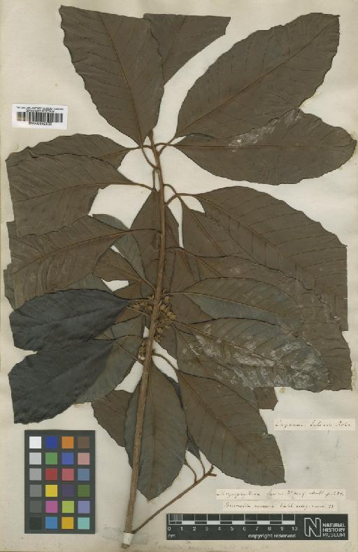 Pouteria macrophylla (Lam.) Eyma - BM000952533