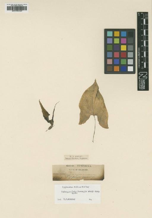 Typhonium fultum Ridl. - BM000958527