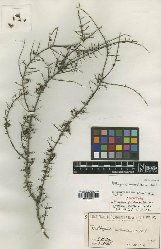 Dillwynia ramosissima Benth. - BM000885872