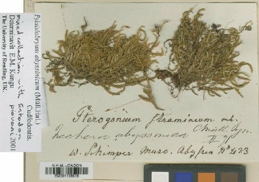 Pylaisiobryum abyssinicum (Müll.Hal.) Cufod. - BM001108516
