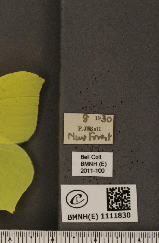 Gonepteryx rhamni rhamni Linnaeus, 1758 - BMNHE_1111830_label_65465
