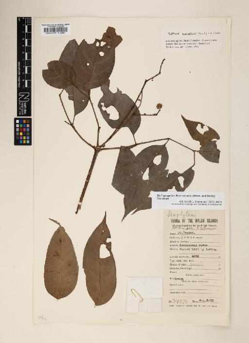 Dalrympelea borneensis (Merr. & L.M.Perry) Nor Ezzawanis - 000520915