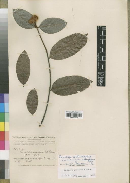 Landolphia owariensis P.Beauv. - BM000925579