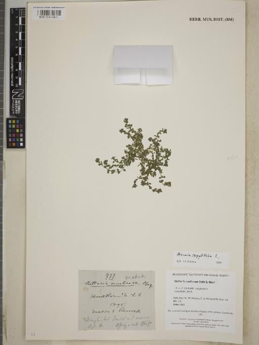 Arenaria serpyllifolia L. - BM013411911