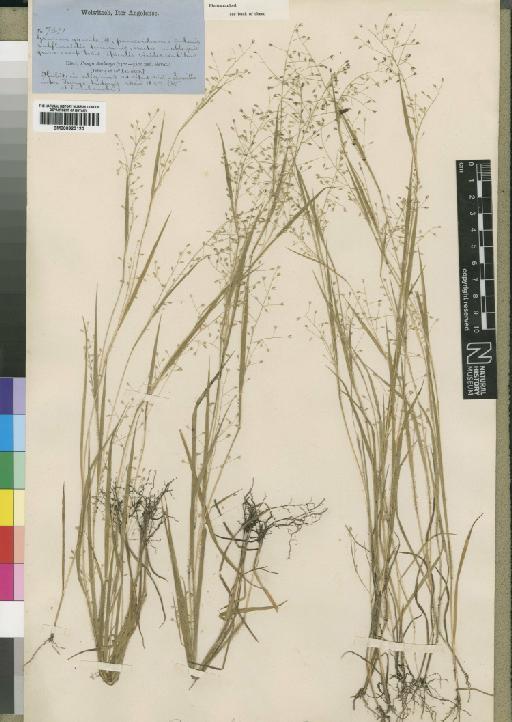 Panicum griffonii Franch. - BM000923120